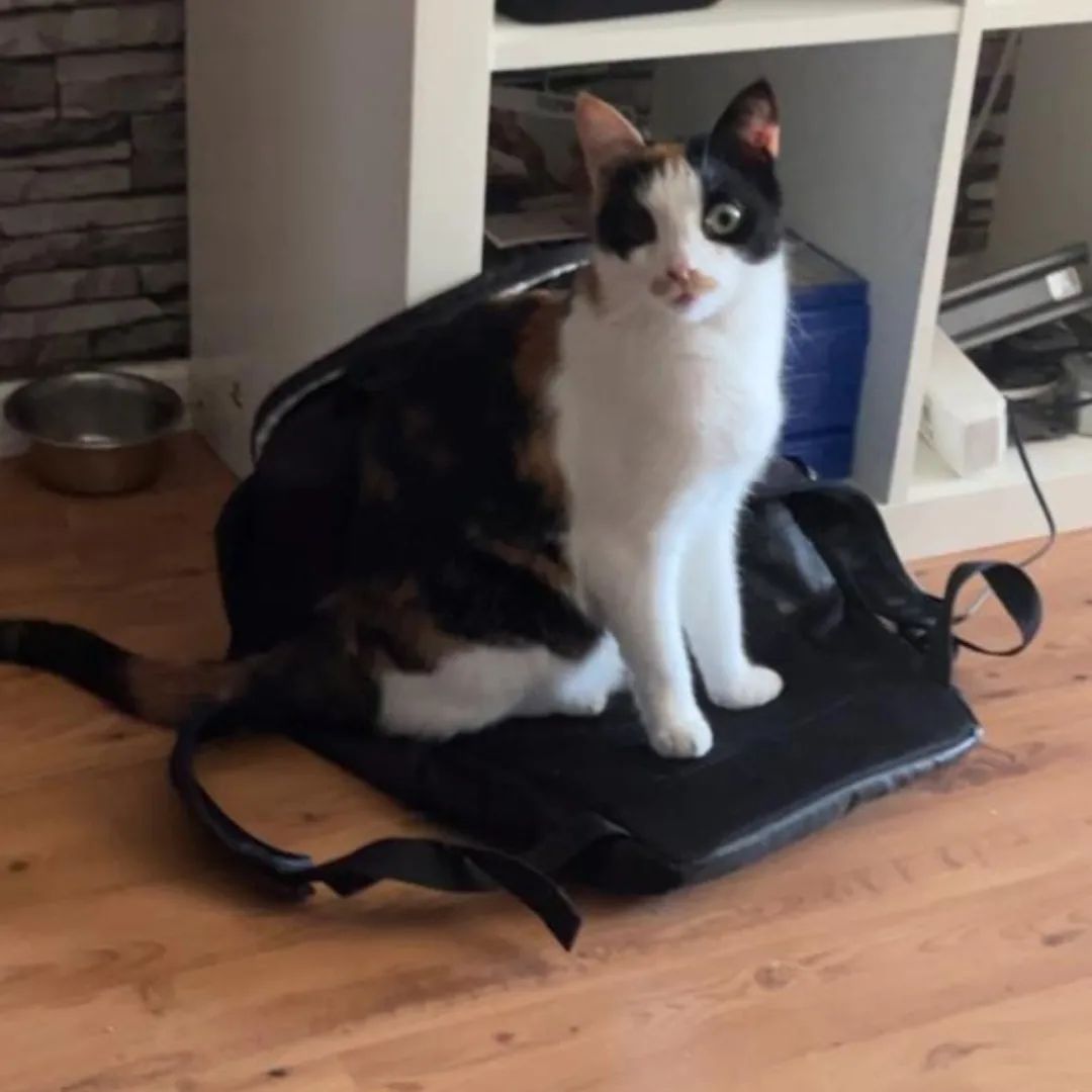 Unsere Molly ist heute morgen in Strudden (Friedeburg/Marx) entwischt. Sie hat nur ein Auge und ist normalerweise eine reine drin Katze. Bitte Augen offen halten und solltet ihr was sehen gerne unter 01728181371 oder 01736641456 melden. 
Weiblich, Kastriert, gechipt, glückskatze und das rechte Auge fehlt.