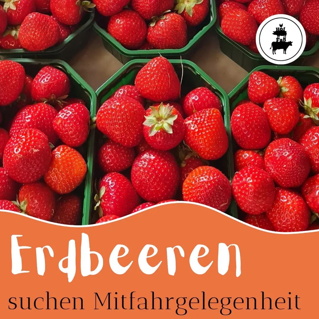 🍓Fährst du täglich (oder 3 bis 4 Tage die Woche) die Strecke zwischen Wittmund und Friedeburg? Oder kennst jemanden? Wir möchten gerne weiter die tollen Erdbeeren vom @erdbeerhofjanssen im Lädchen anbieten 🤩 Die Ausliefertour auf dieser Strecke endet jedoch bald. Und wie nachhaltig und cool wäre es, wenn die Erdbeeren noch eine Zeit lang mit DIR per Anhalter von Wittmund nach Friedeburg fahren könnten🙌😍? Die sind auch Pflegeleicht, versprochen. Quatschen dich nicht voll und verbreiten dabei in deinem Auto auch noch einen absolut herrlichen Duft❤️🥰
Wer Lust dazu hat, kann sich super gerne unter 01736641456 (auch gerne WhatsApp) melden. ❤️ 
#Erdbeeren #erdbeerhofjanssen #erdbeeresuchtmitfahrer
